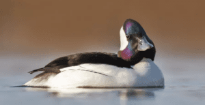 Michigan’s weird winter ducks and how to spot them